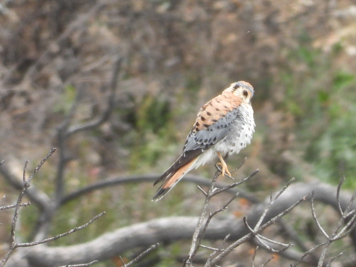 American Kestrel - Manuel Alejandro Rodriguez Martinez