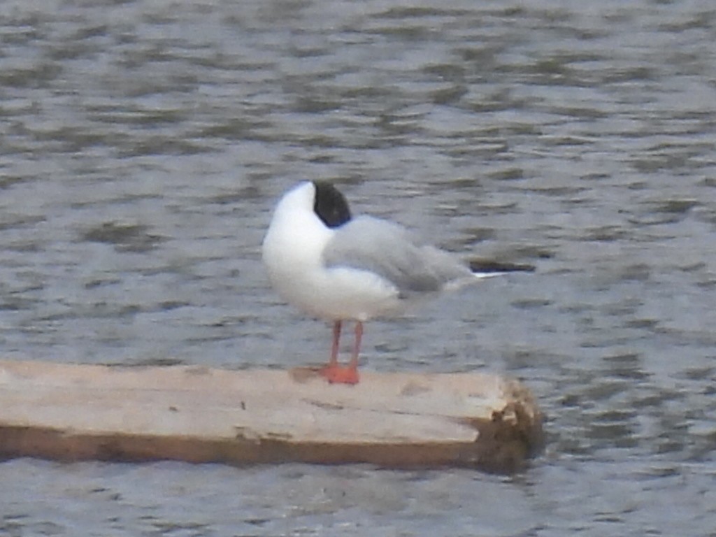 Bonaparte's Gull - ML619292218