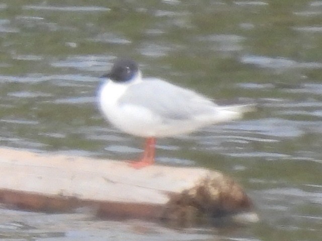 Bonaparte's Gull - ML619292219