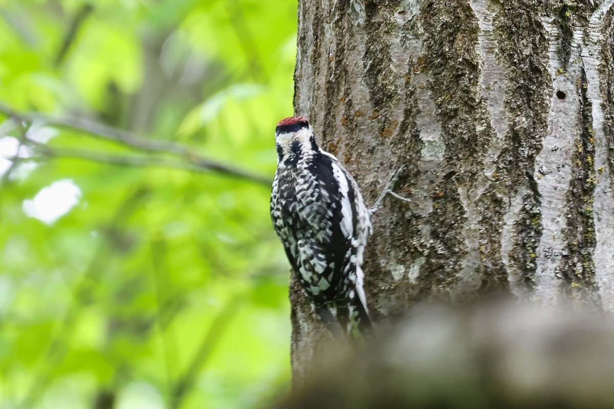 Yellow-bellied Sapsucker - Paul Prappas