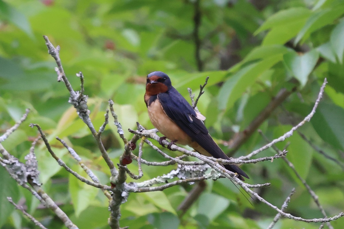 Barn Swallow - Phil Kenny