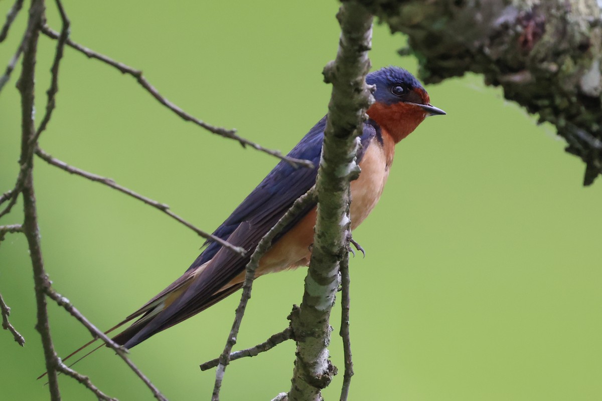 Barn Swallow - Phil Kenny