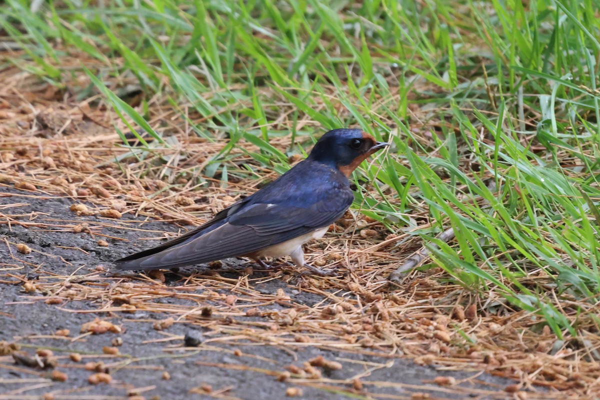 Barn Swallow - Phil Kenny