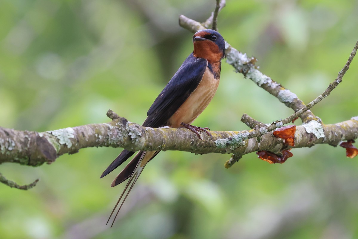 Barn Swallow - Phil Kenny