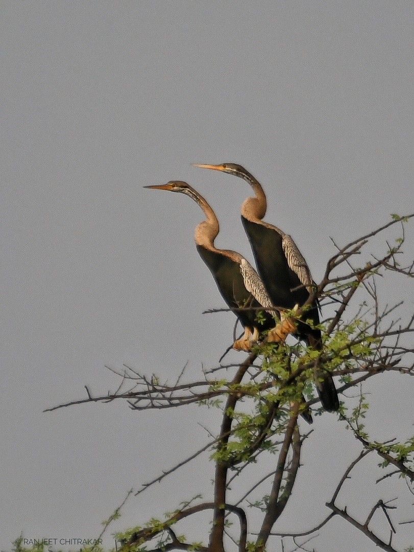 Oriental Darter - Ranjeet Chitrakar