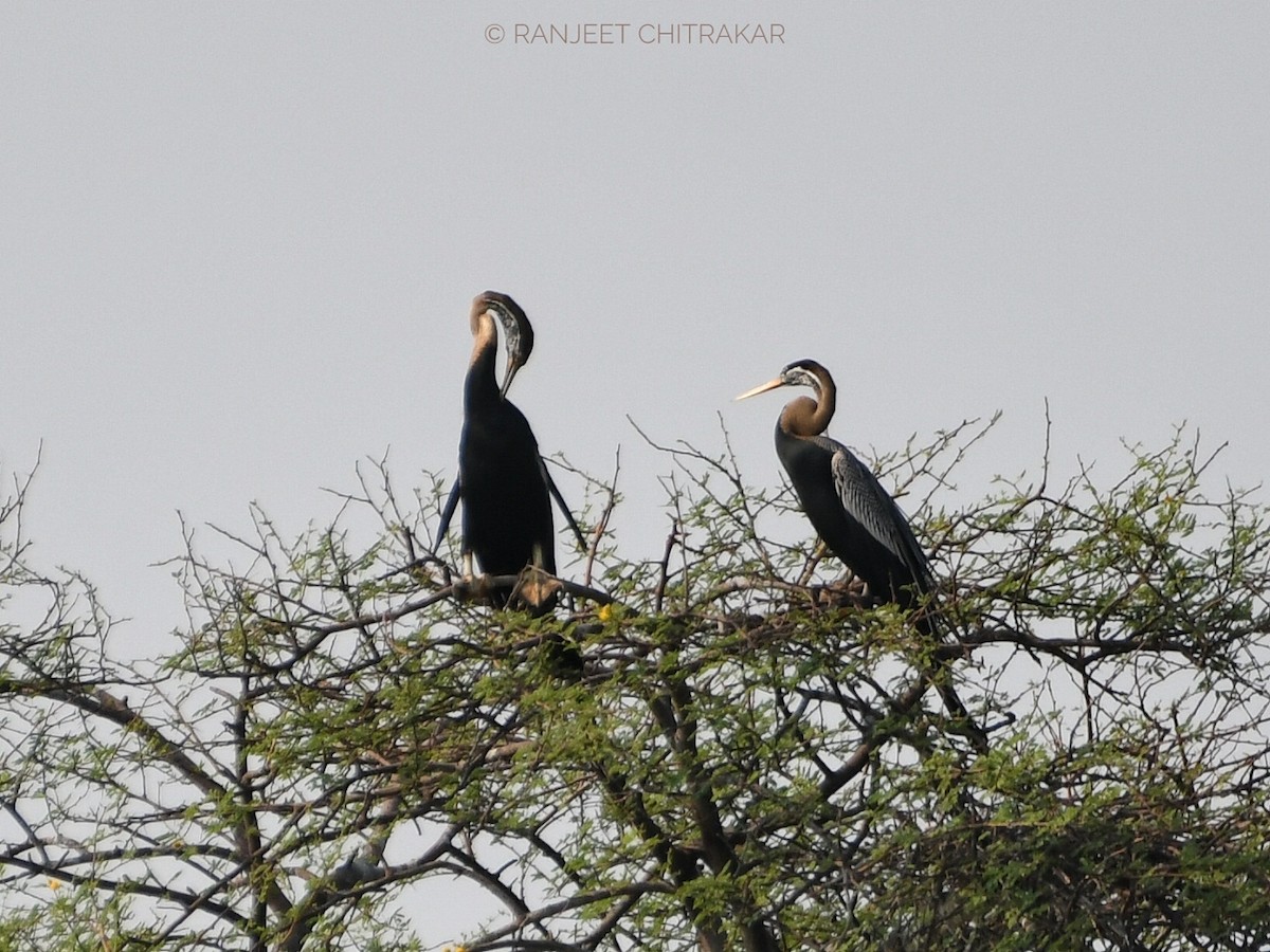 Oriental Darter - Ranjeet Chitrakar