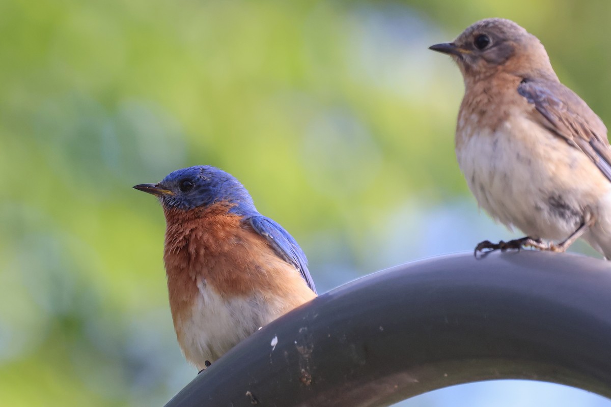 Eastern Bluebird - Phil Kenny