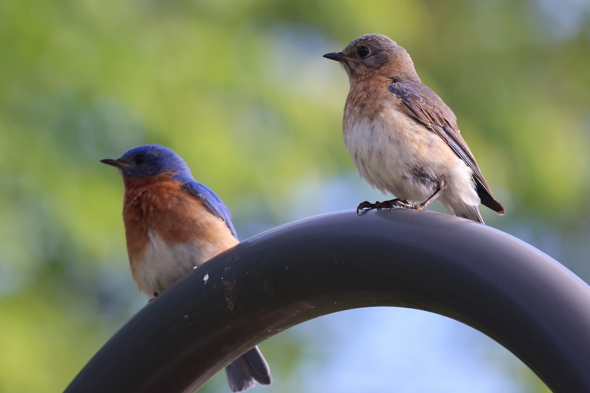 Eastern Bluebird - Phil Kenny