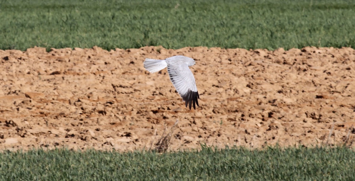 Hen Harrier - Anabel&Geoff Harries