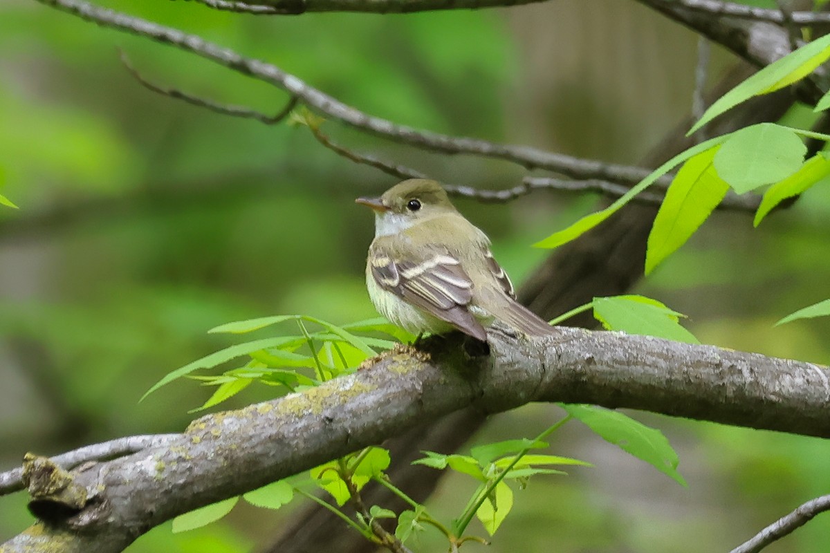 Acadian Flycatcher - Paul Prappas