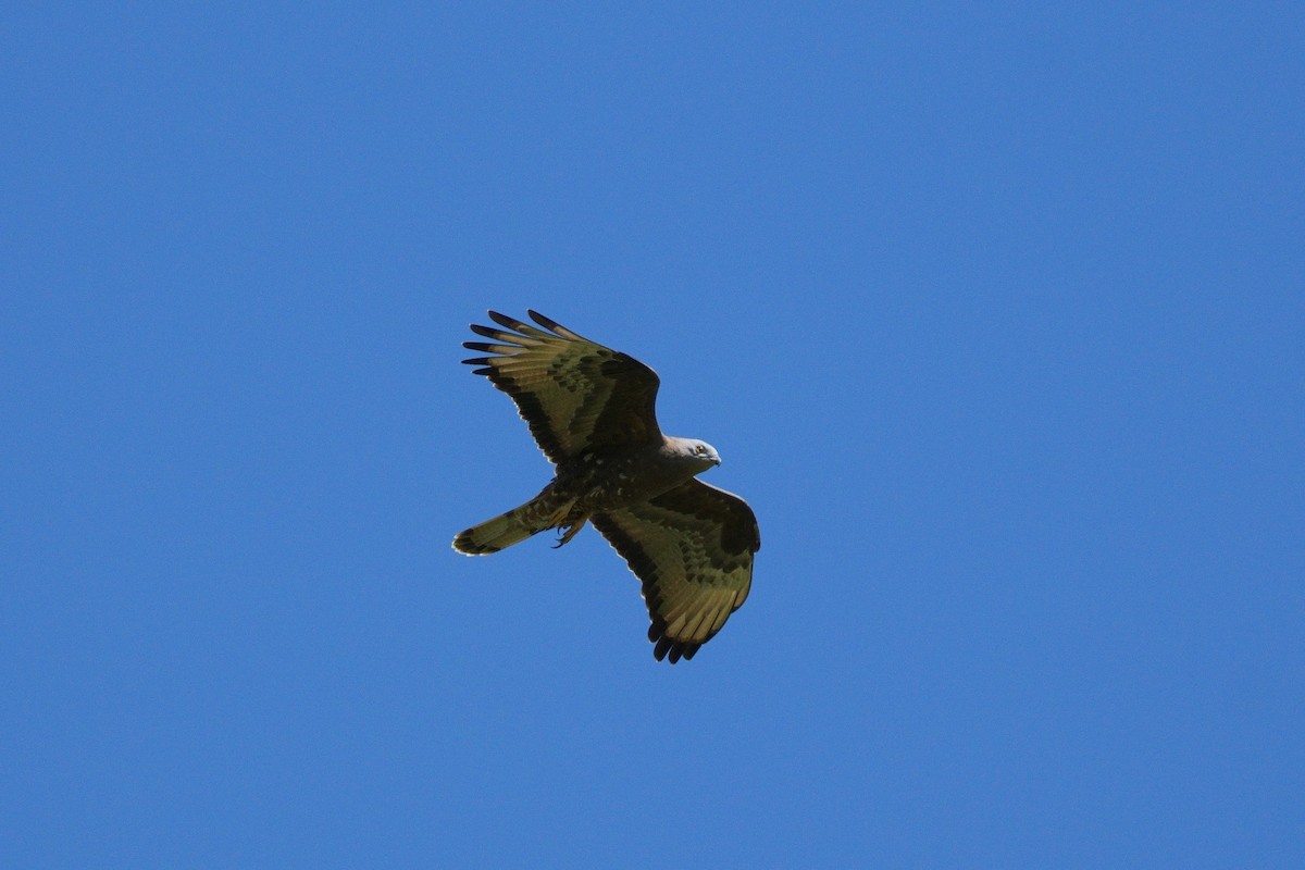 European Honey-buzzard - ML619292265