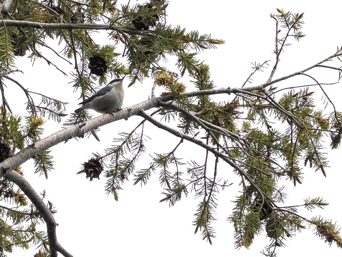 Pygmy Nuthatch - Jeffery Sole