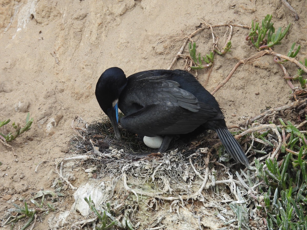 Brandt's Cormorant - ML619292268