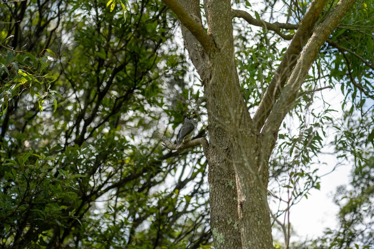 Noisy Miner - Richard Littauer