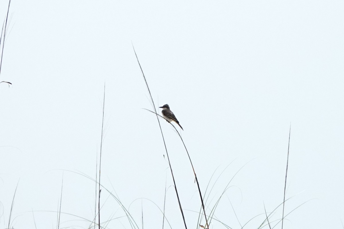 Gray Kingbird - Linda  Nong