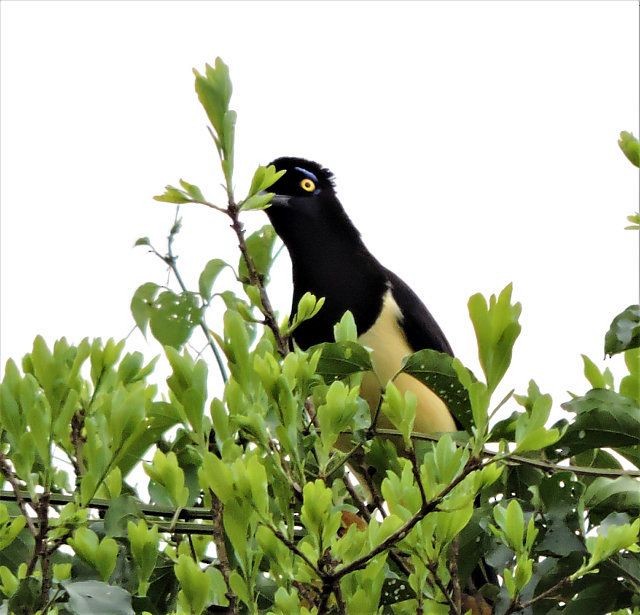 Plush-crested Jay - ML619292287