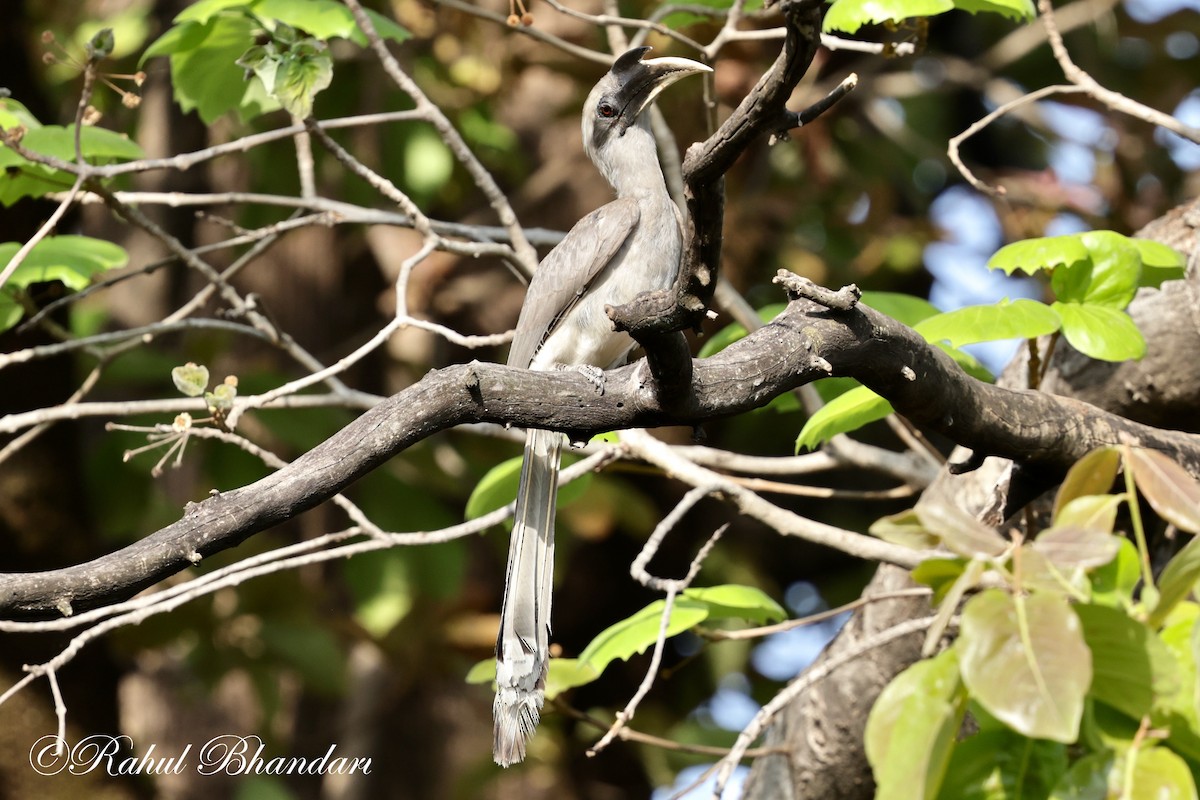 Indian Gray Hornbill - Rahul Bhandari