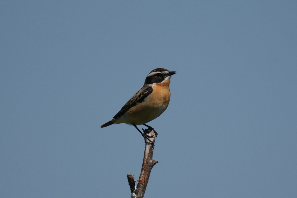 Whinchat - ML619292309