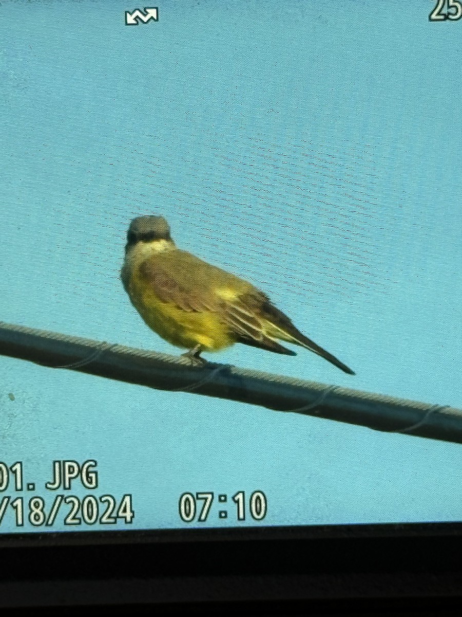 Western Kingbird - ML619292314