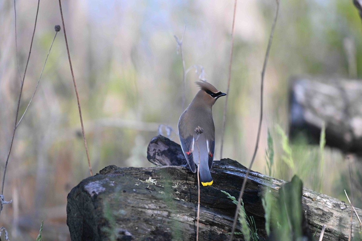 Cedar Waxwing - Damian Vraniak