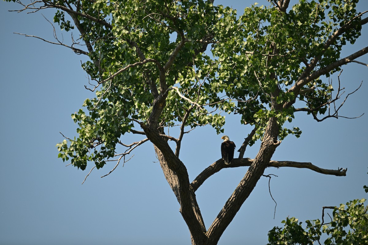 Bald Eagle - Deborah Penrose