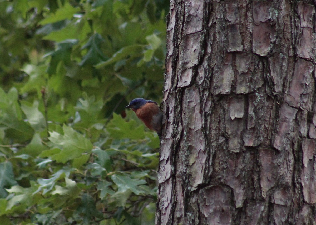 Eastern Bluebird - Maria Morelli