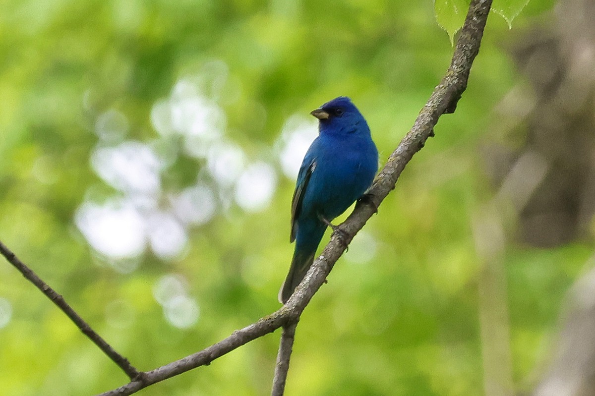 Indigo Bunting - Paul Prappas