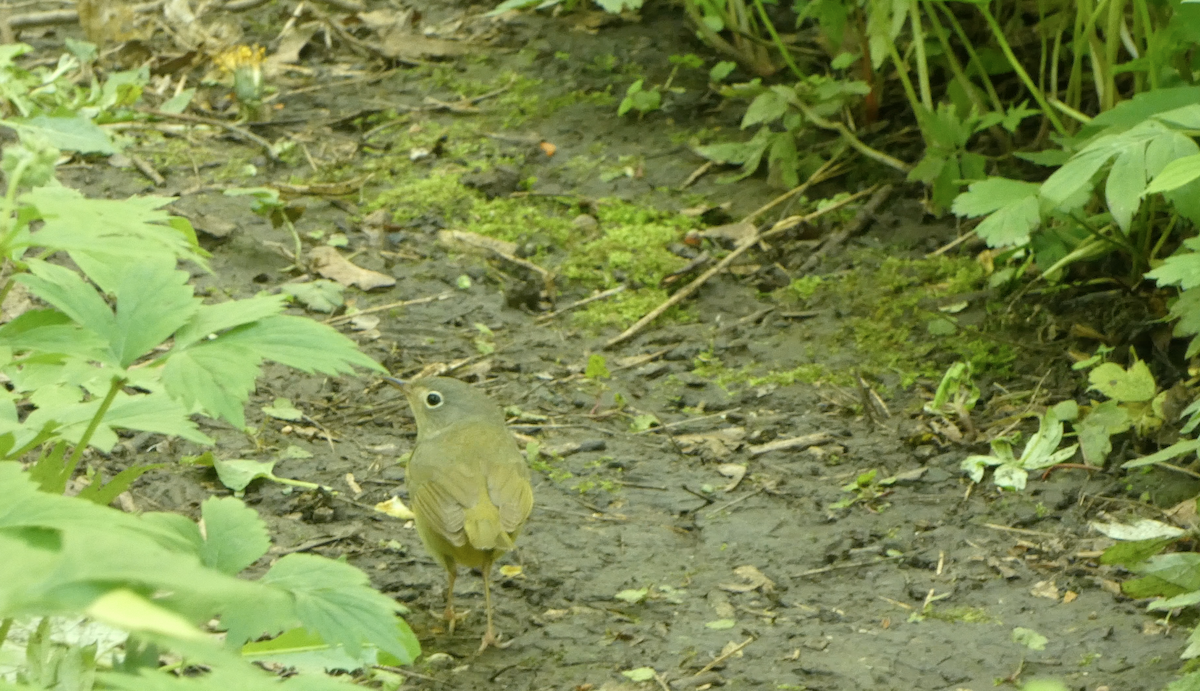 Connecticut Warbler - Kevin Hayes