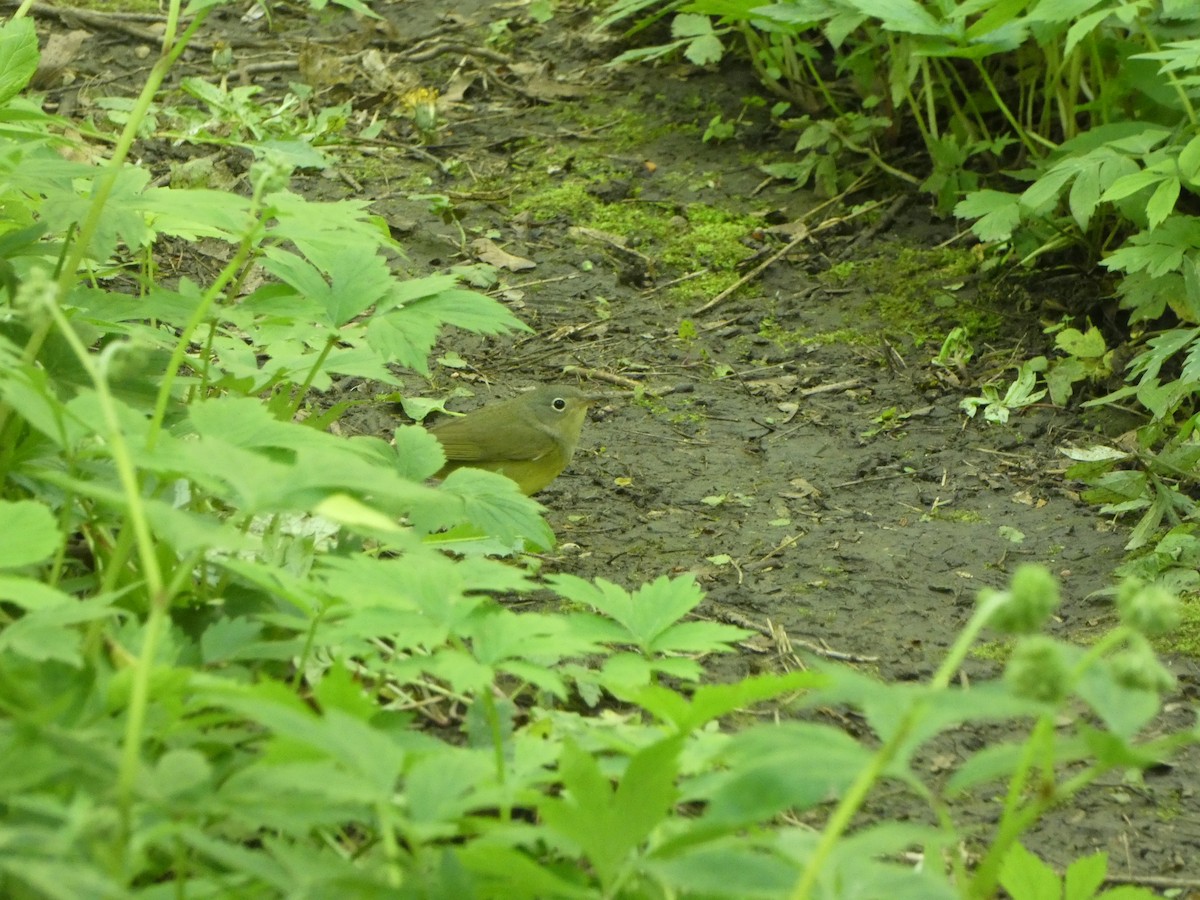 Connecticut Warbler - Kevin Hayes