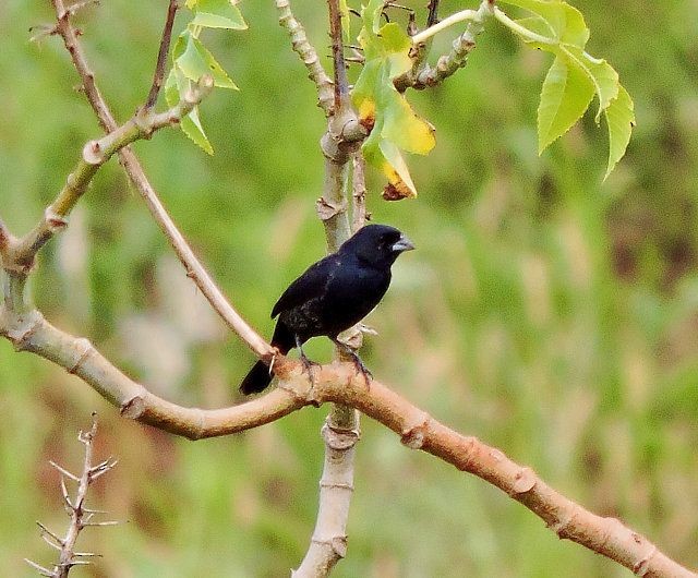 Blue-black Grassquit - Katryane Camile