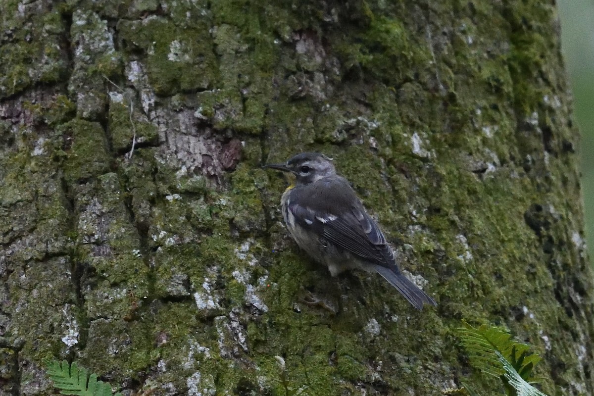 Yellow-throated Warbler - Shane Carroll