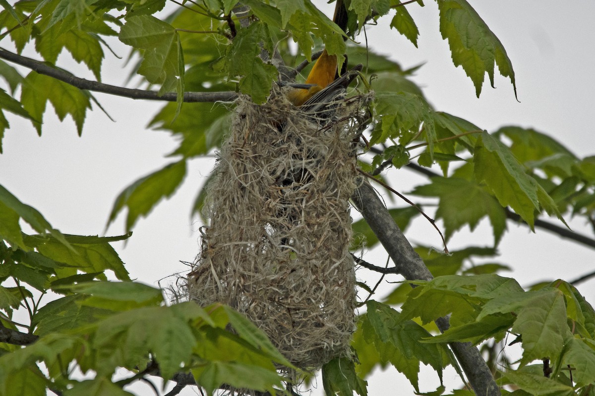 Baltimore Oriole - Toni Taylor