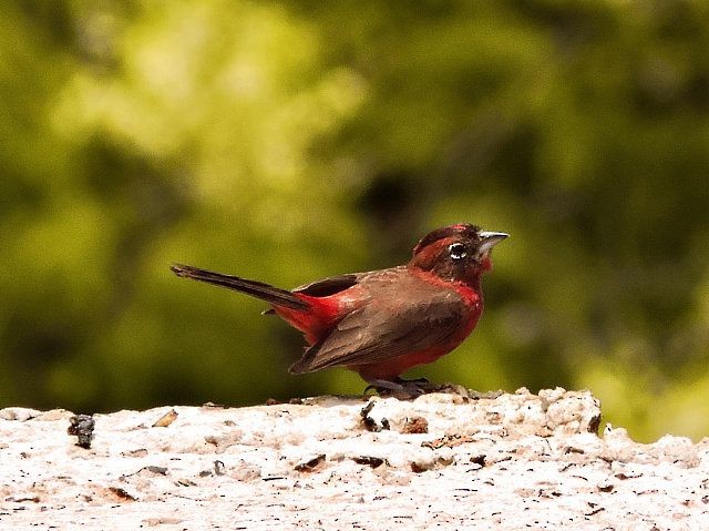 Red-crested Finch - Katryane Camile