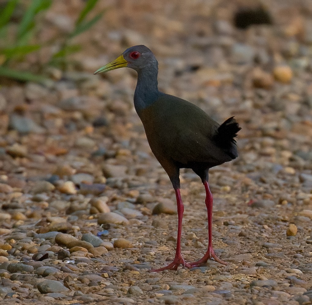 Gray-cowled Wood-Rail - José Martín