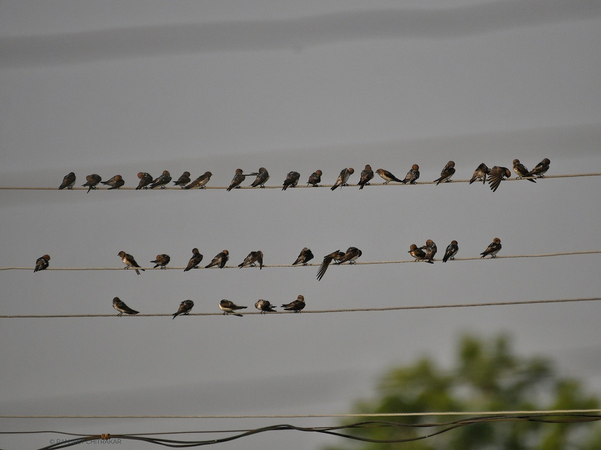 Streak-throated Swallow - Ranjeet Chitrakar