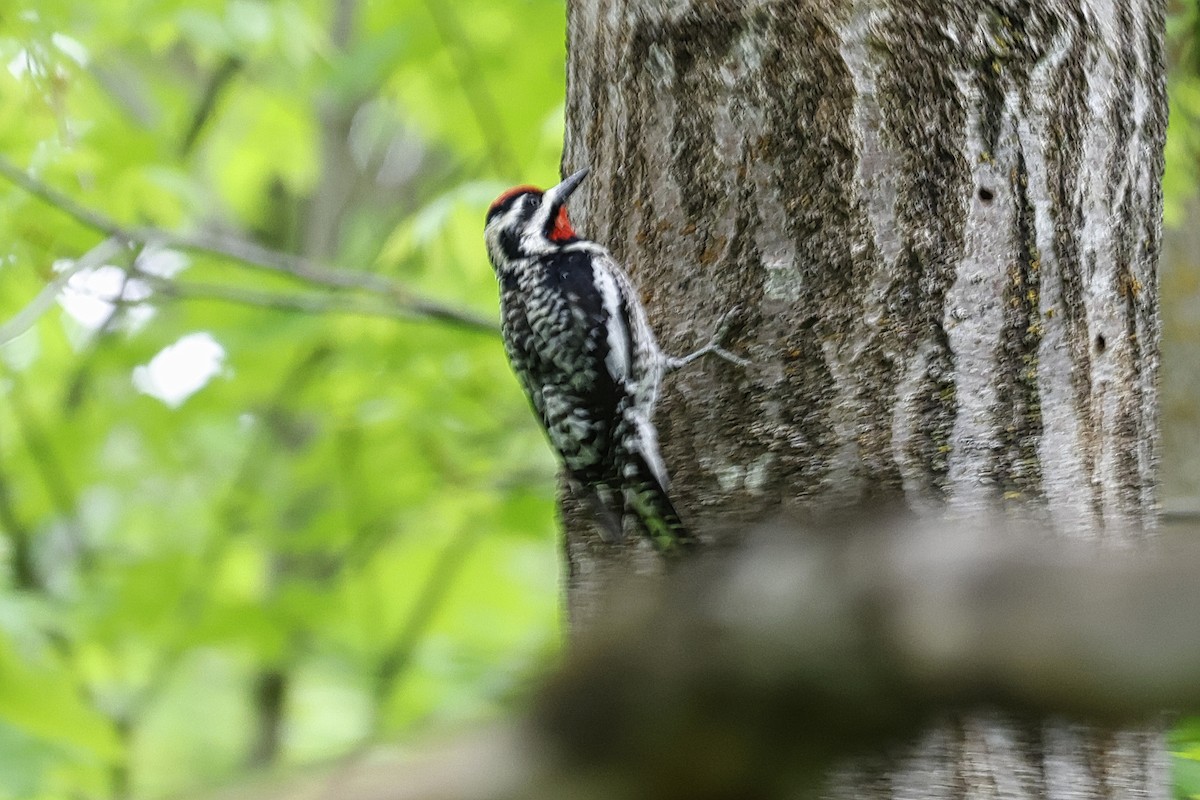 Yellow-bellied Sapsucker - Paul Prappas