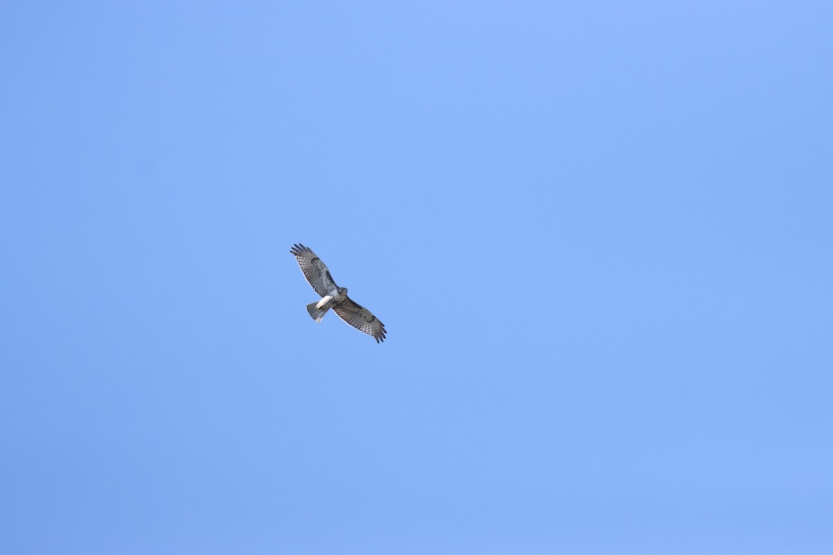 Red-tailed Hawk - Isoo O'Brien