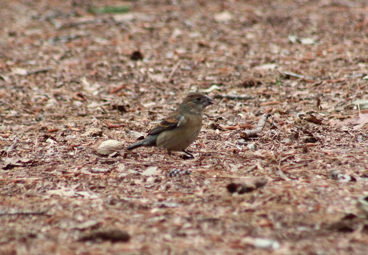 Blue Grosbeak - Maria Morelli