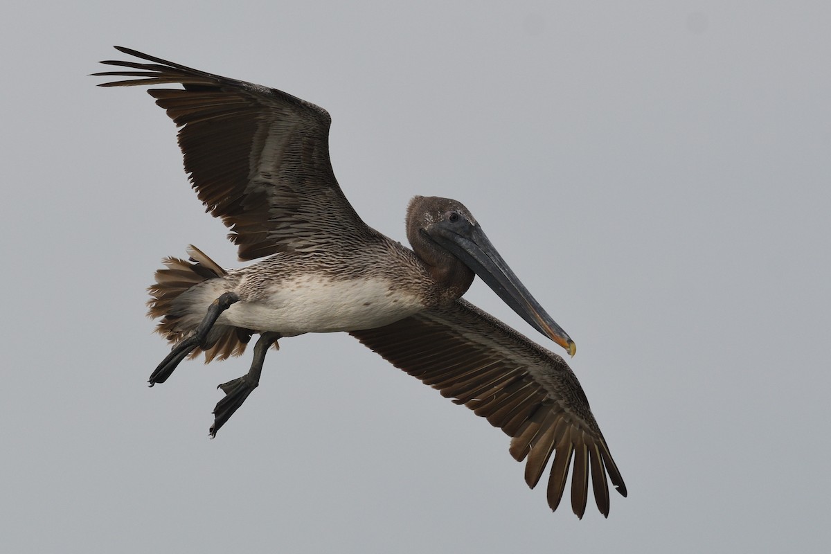 Brown Pelican - ML619292433