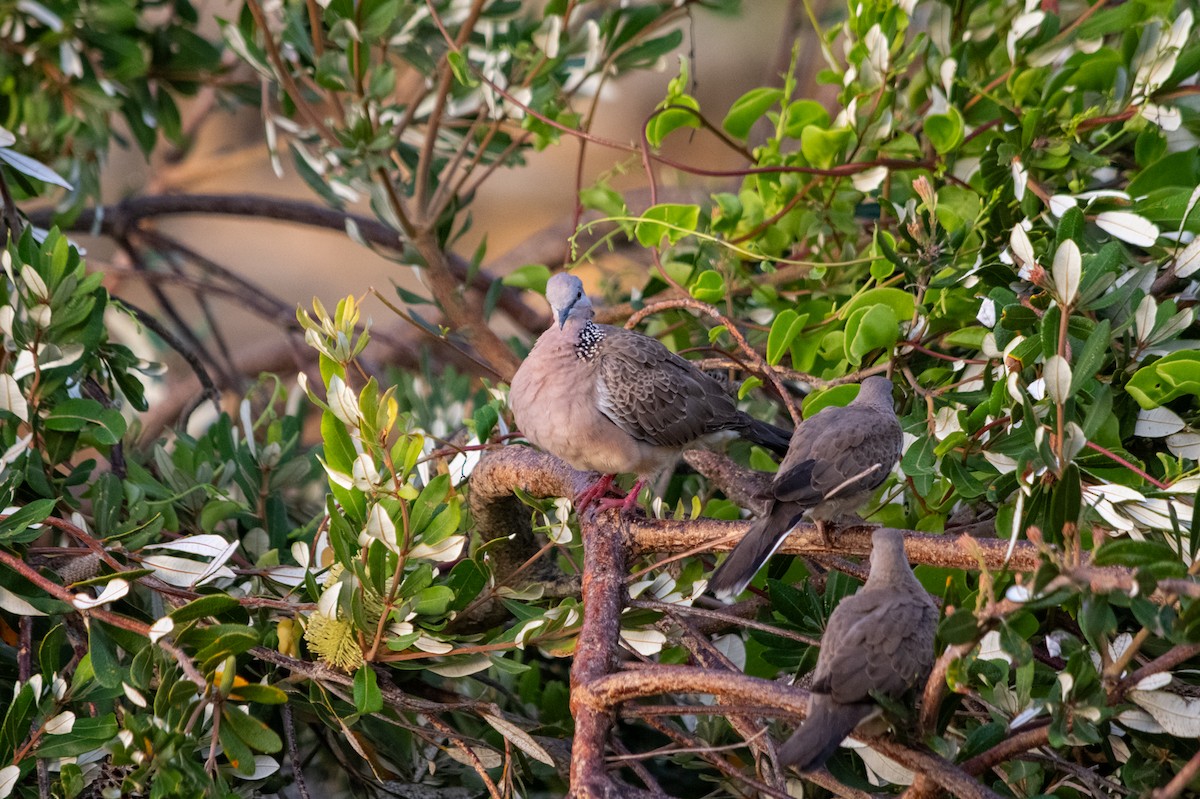 Spotted Dove - ML619292437