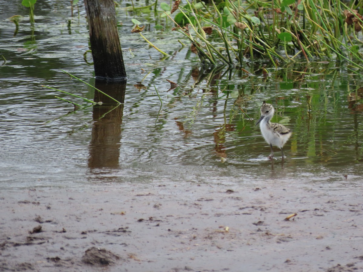 Black-necked Stilt - Susan Young