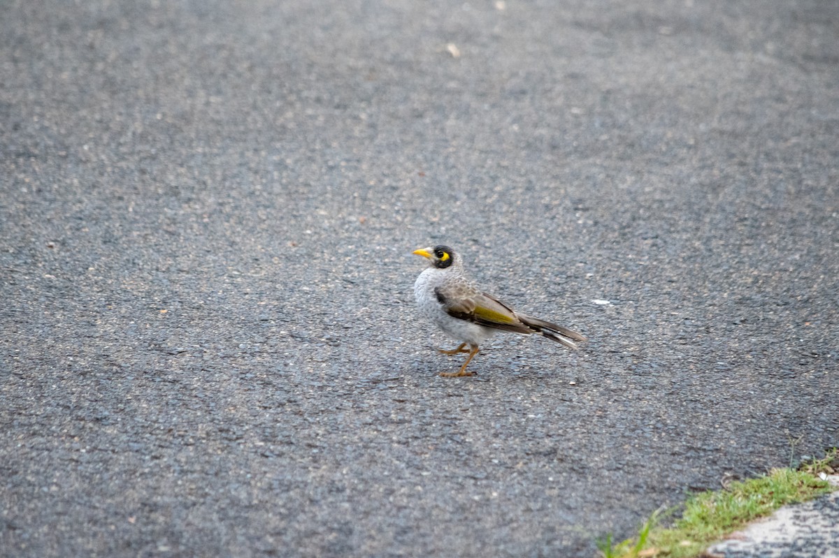 Noisy Miner - Richard Littauer