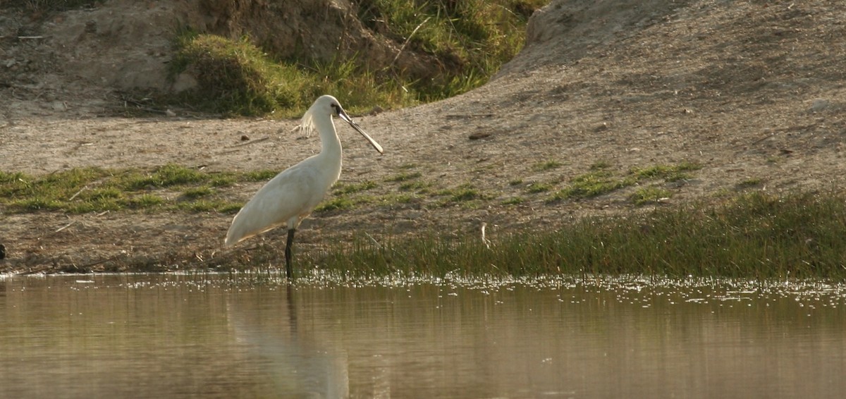 Eurasian Spoonbill - Anabel&Geoff Harries