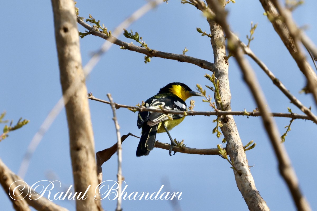 Common Iora - Rahul Bhandari