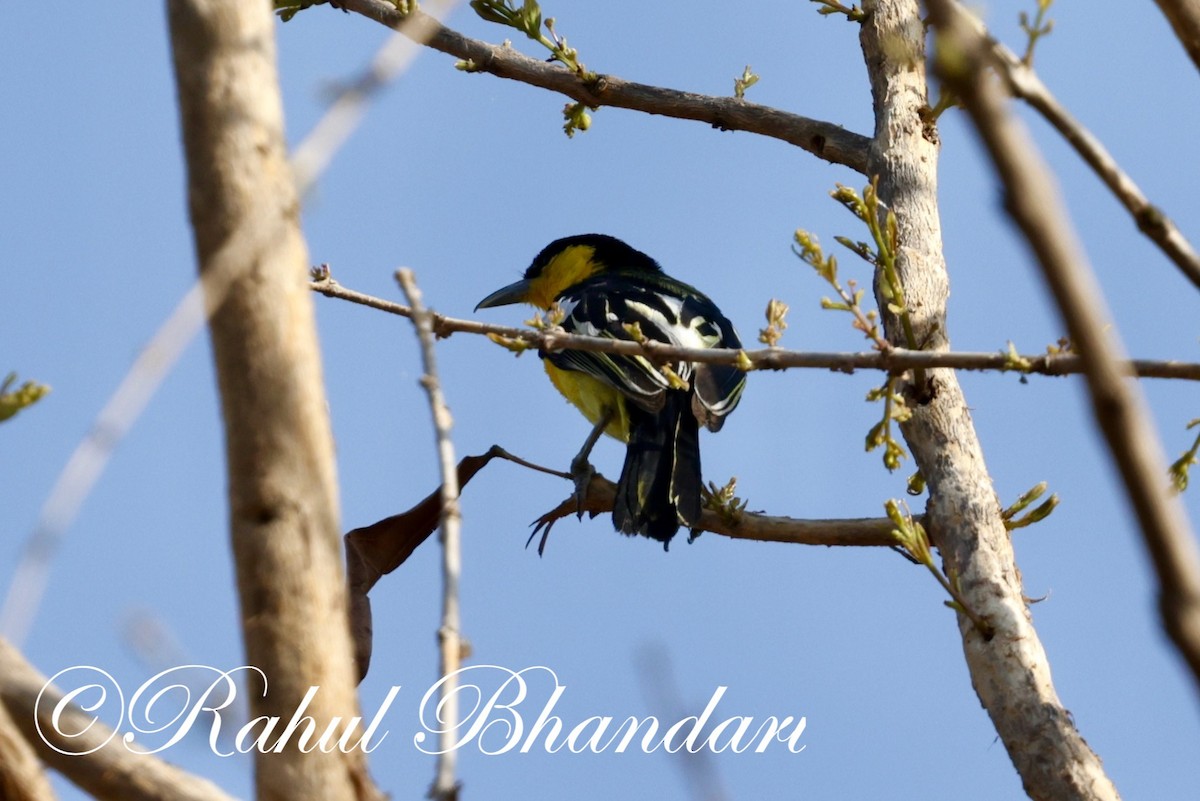 Common Iora - Rahul Bhandari