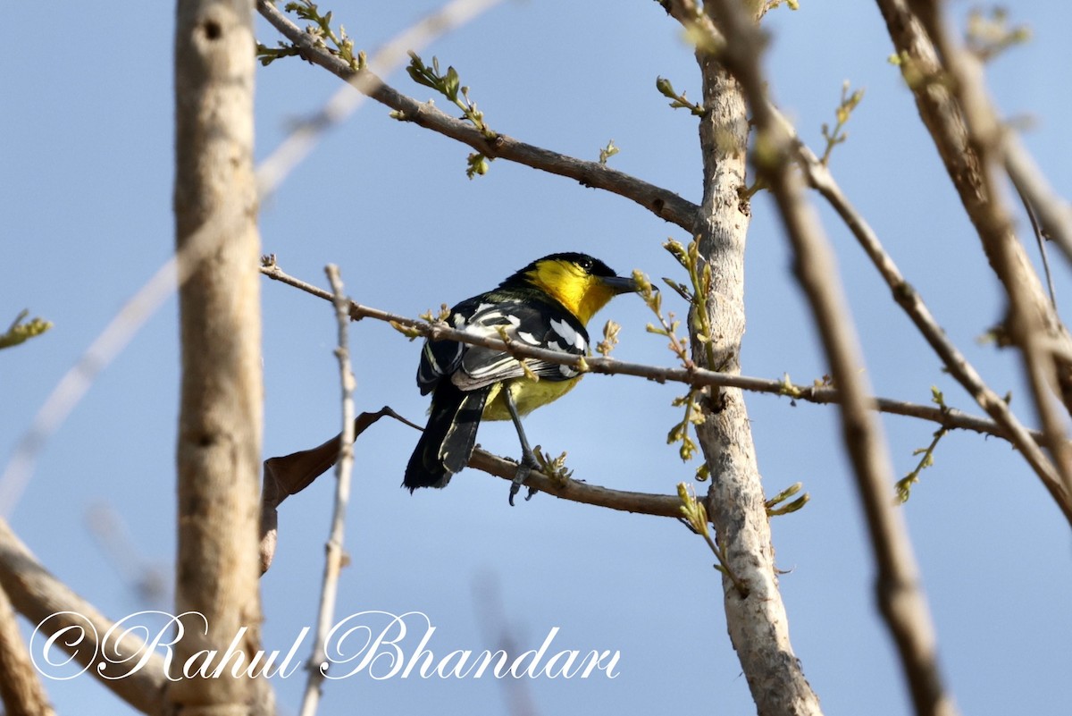 Common Iora - Rahul Bhandari