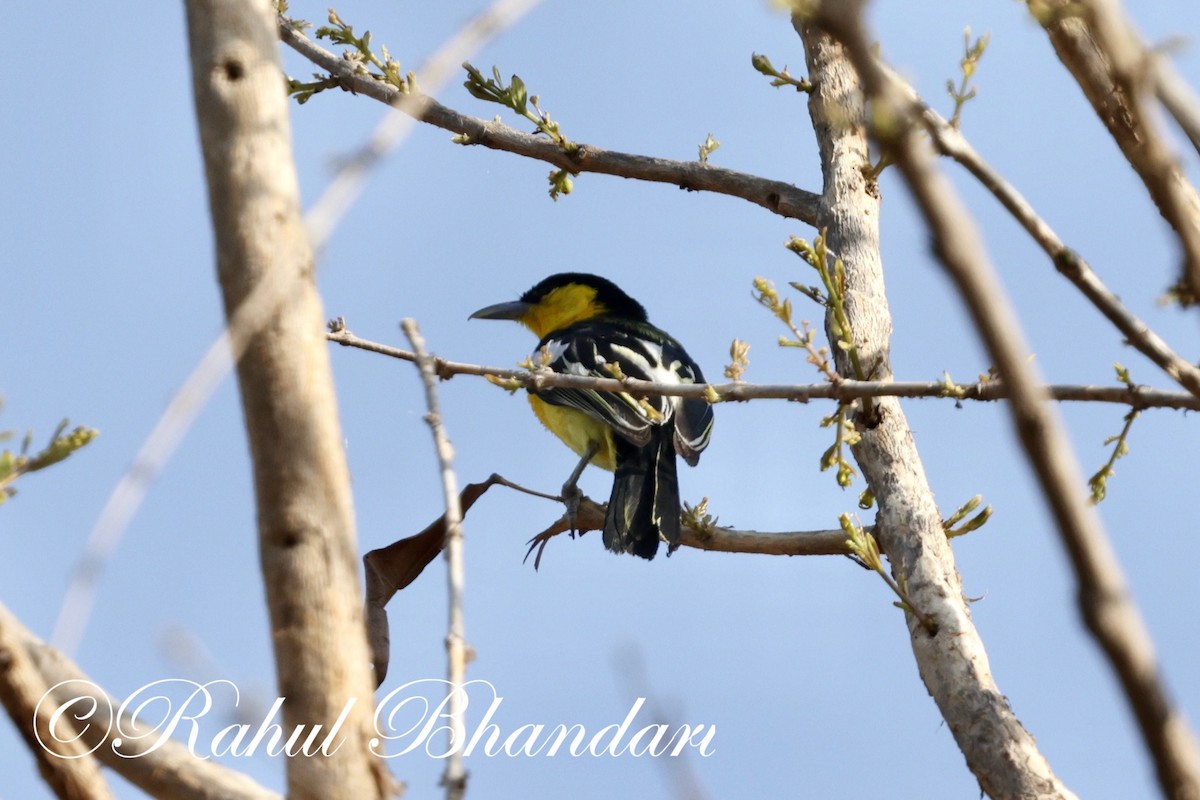 Common Iora - Rahul Bhandari