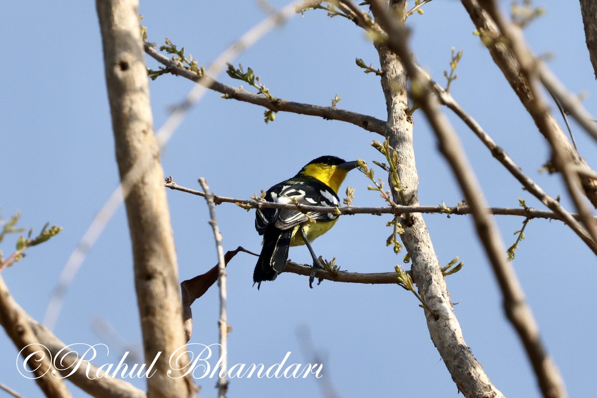 Common Iora - Rahul Bhandari