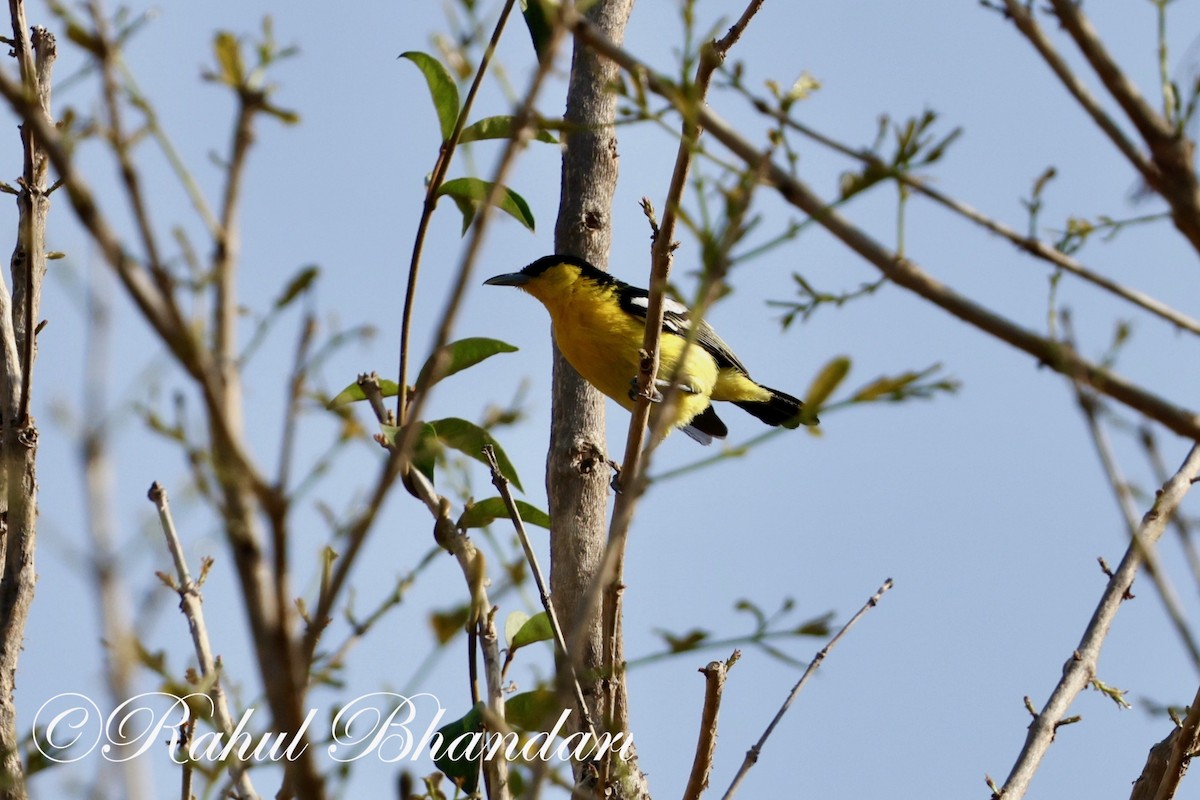 Common Iora - Rahul Bhandari