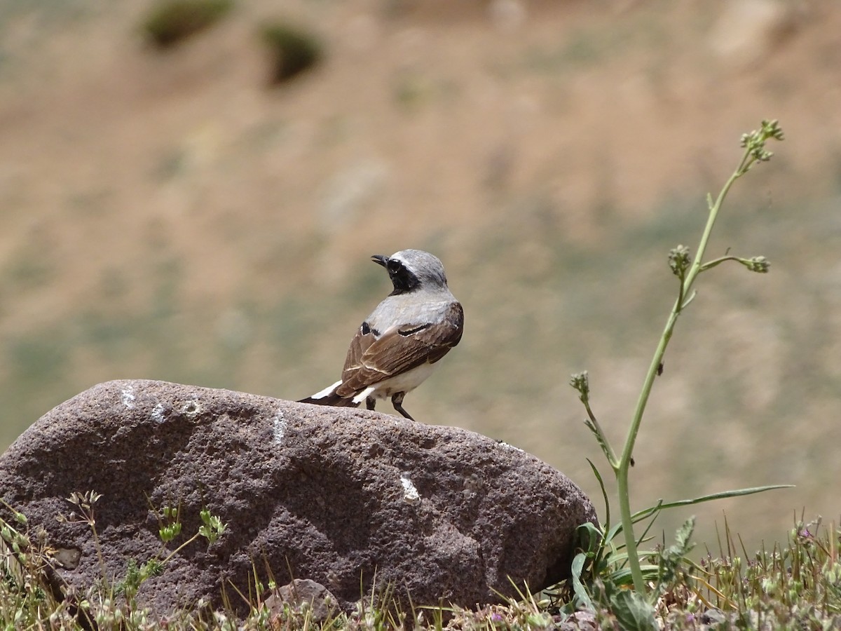 Atlas Wheatear - Léo-Paul Godderis 🦜